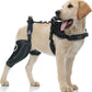 Dog Knee Brace – ACL & Patella Support, Adjustable & Breathable (M, Both Legs)