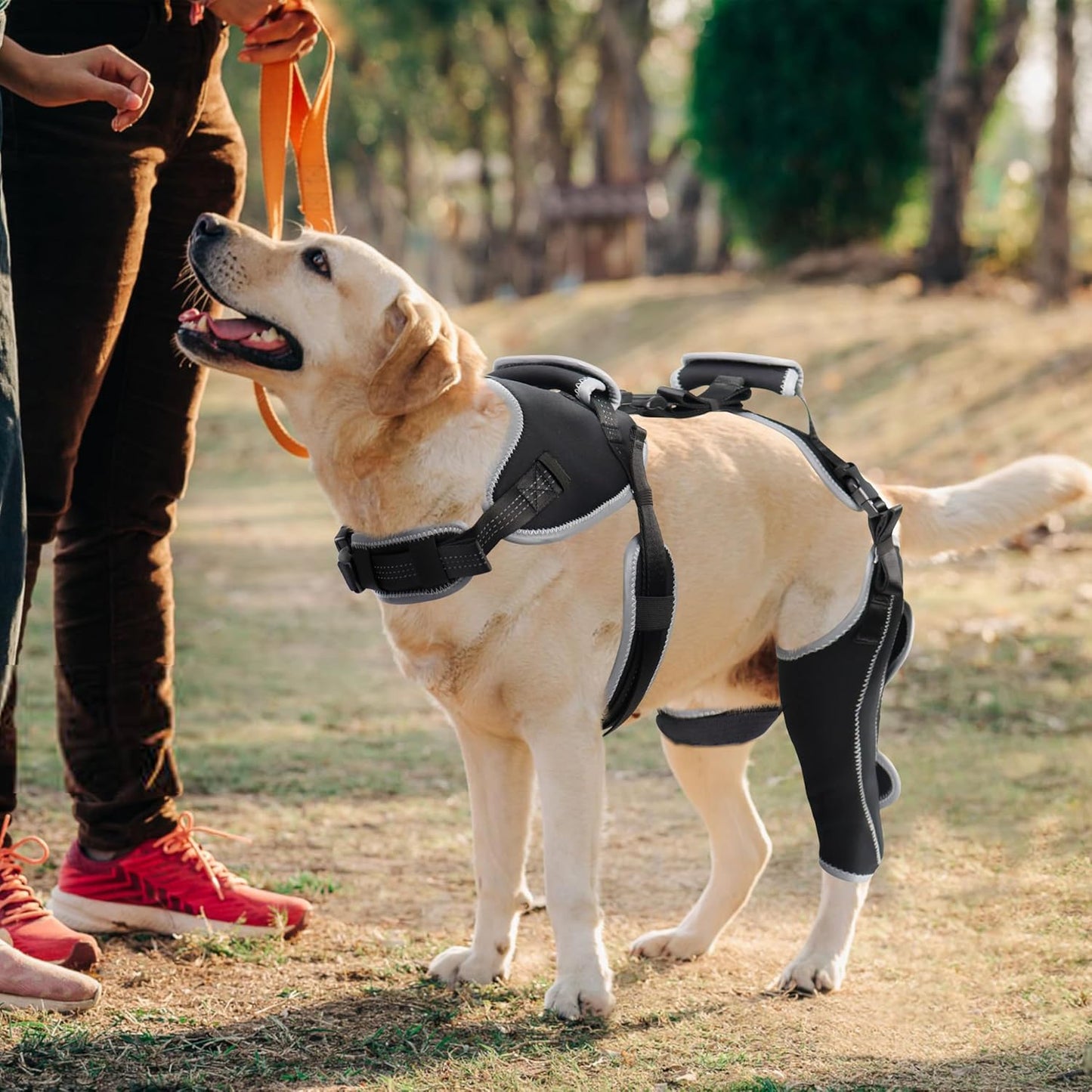 Dog Knee Brace – ACL & Patella Support, Adjustable & Breathable (M, Both Legs)