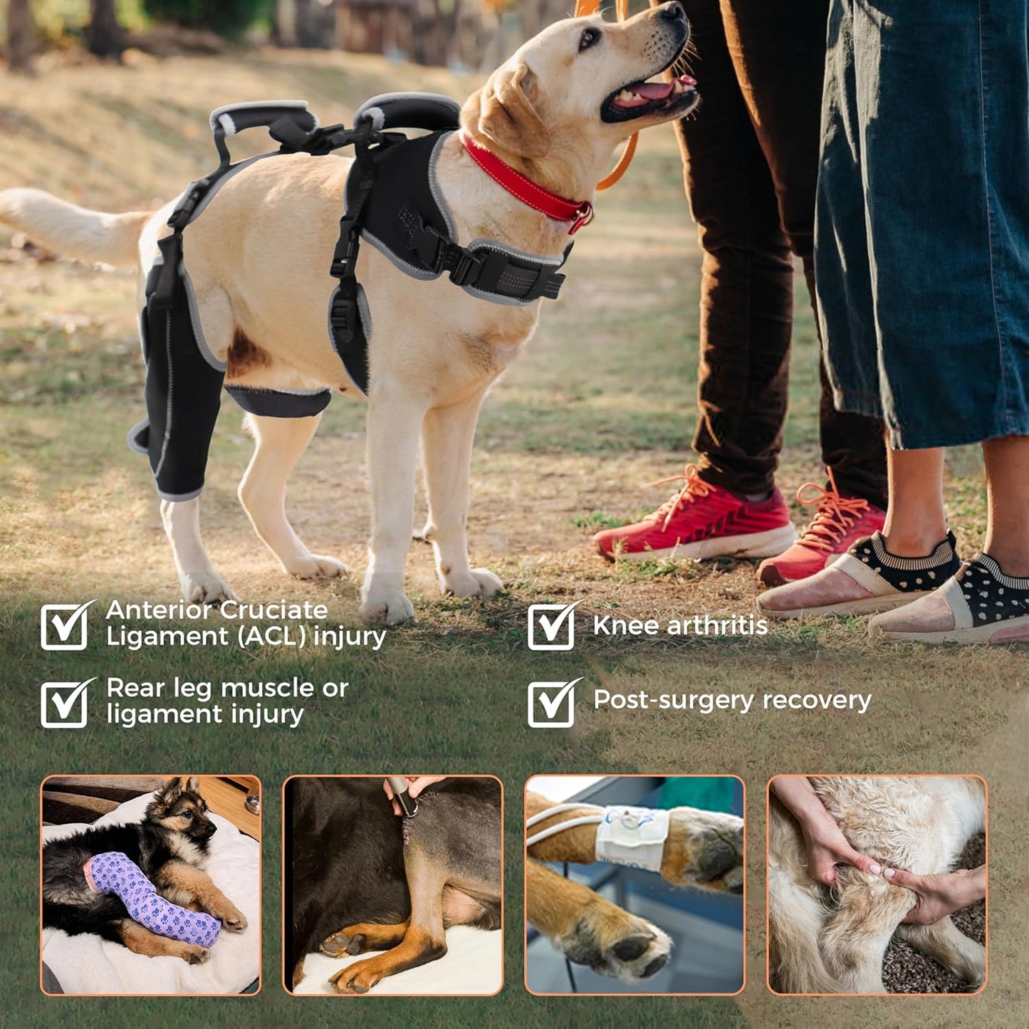 Dog Knee Brace – ACL & Patella Support, Adjustable & Breathable (M, Both Legs)